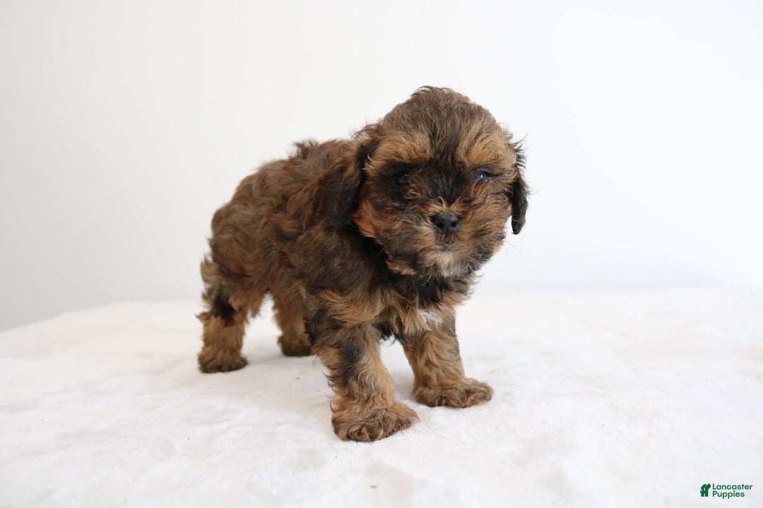 Shihpoo dogs for sale: Lukas - Image 8