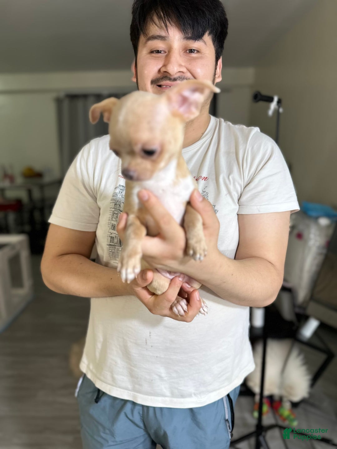 Chihuahua dogs for sale: leo - Image 2