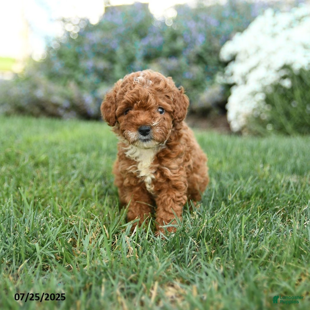 Toy Poodle dogs for sale: Espresso - Image 5