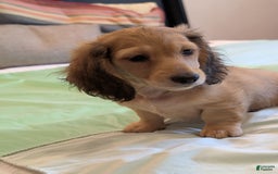 Miniature Dachshund dogs for sale: Gadsby - Image 6