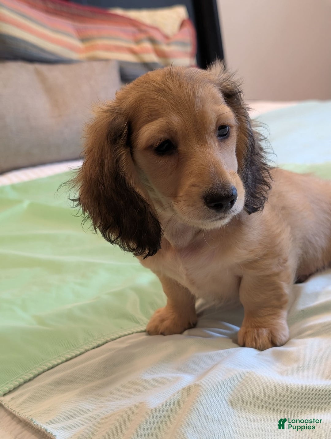 Miniature Dachshund dogs for sale: Gadsby - Image 6