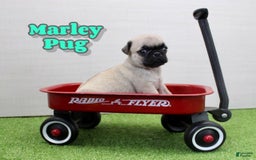 Pug dogs for sale: Marley - Image 6
