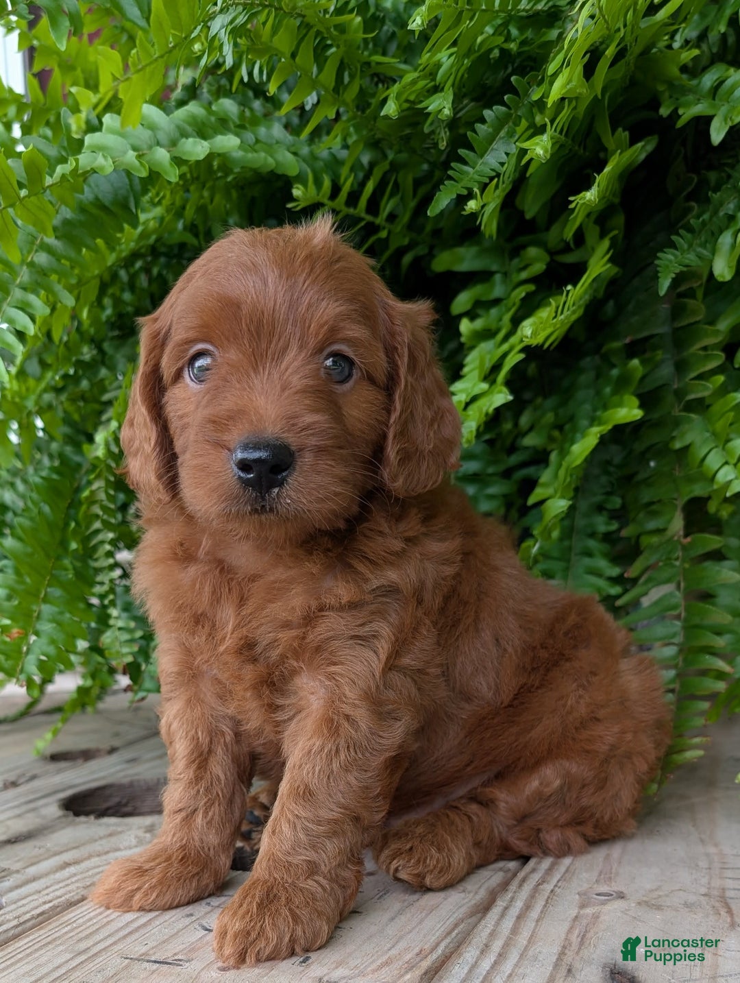 Mini Goldendoodle dogs for sale: Mini-logan - Image 10