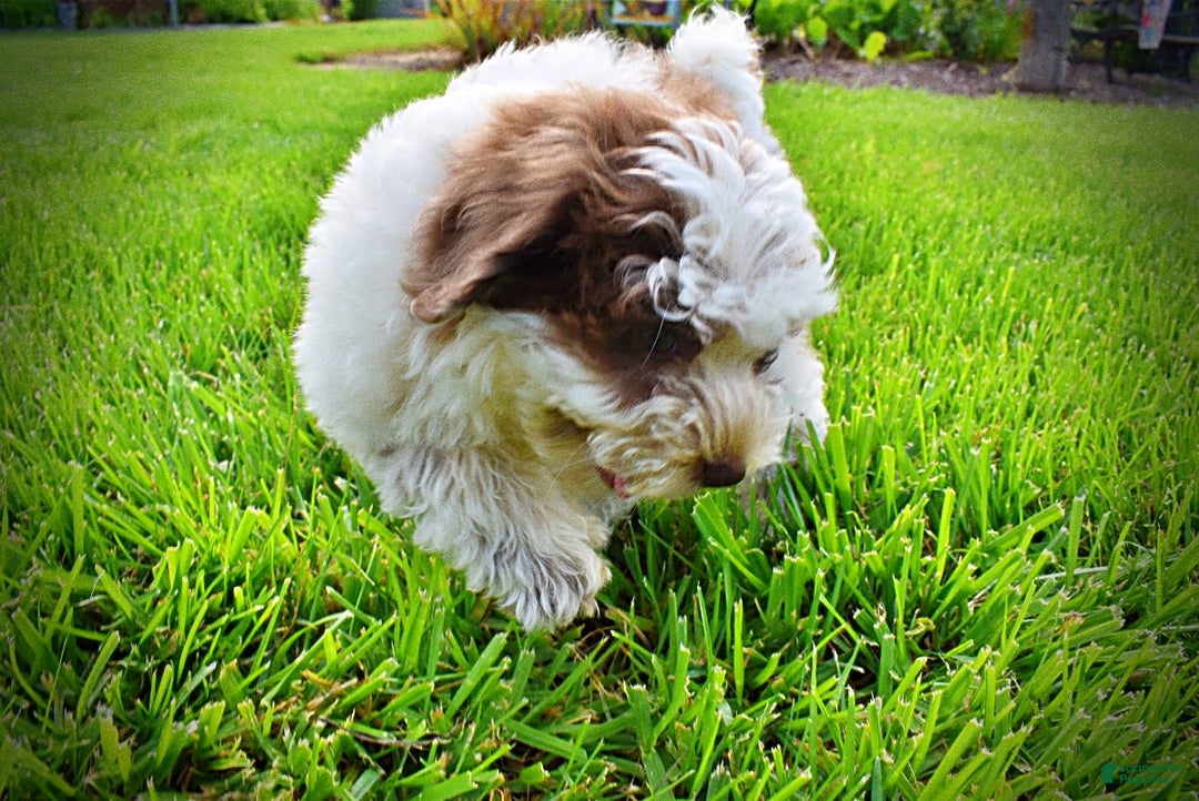 Havapoo dogs for sale: Vixen - Image 20