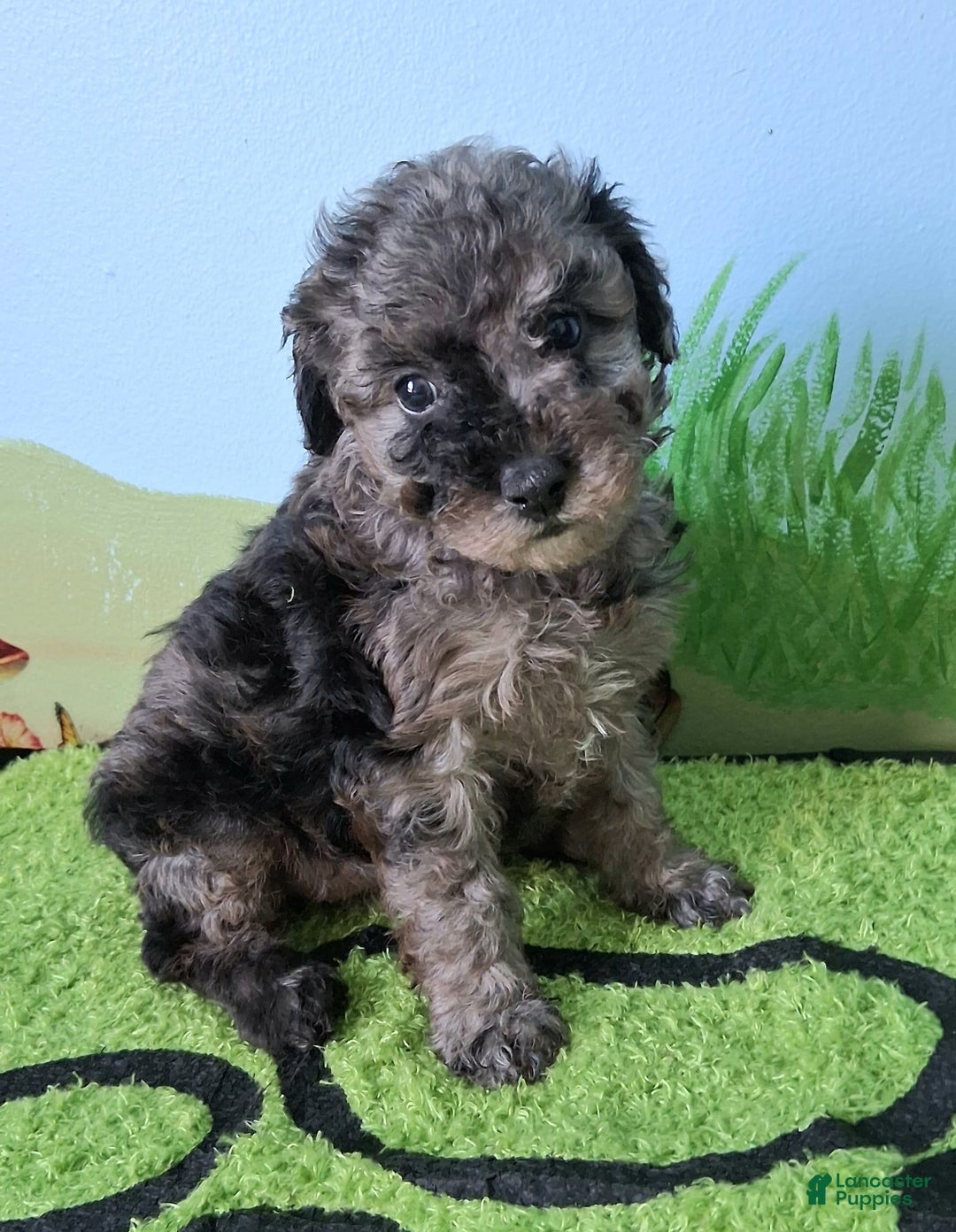 Mini Aussiedoodle dogs for sale: Rosemary - Image 1