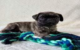 Pug dogs for sale: Pugsley - Image 3