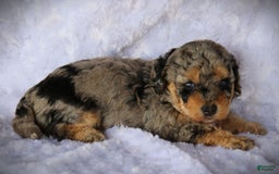 Miniature Poodle dogs for sale: Duff - Image 1