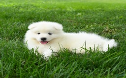 Samoyed dogs for sale: Gabby - Image 5