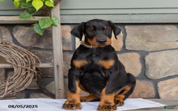 Doberman Pinscher dogs for sale: Ranger - Image 1