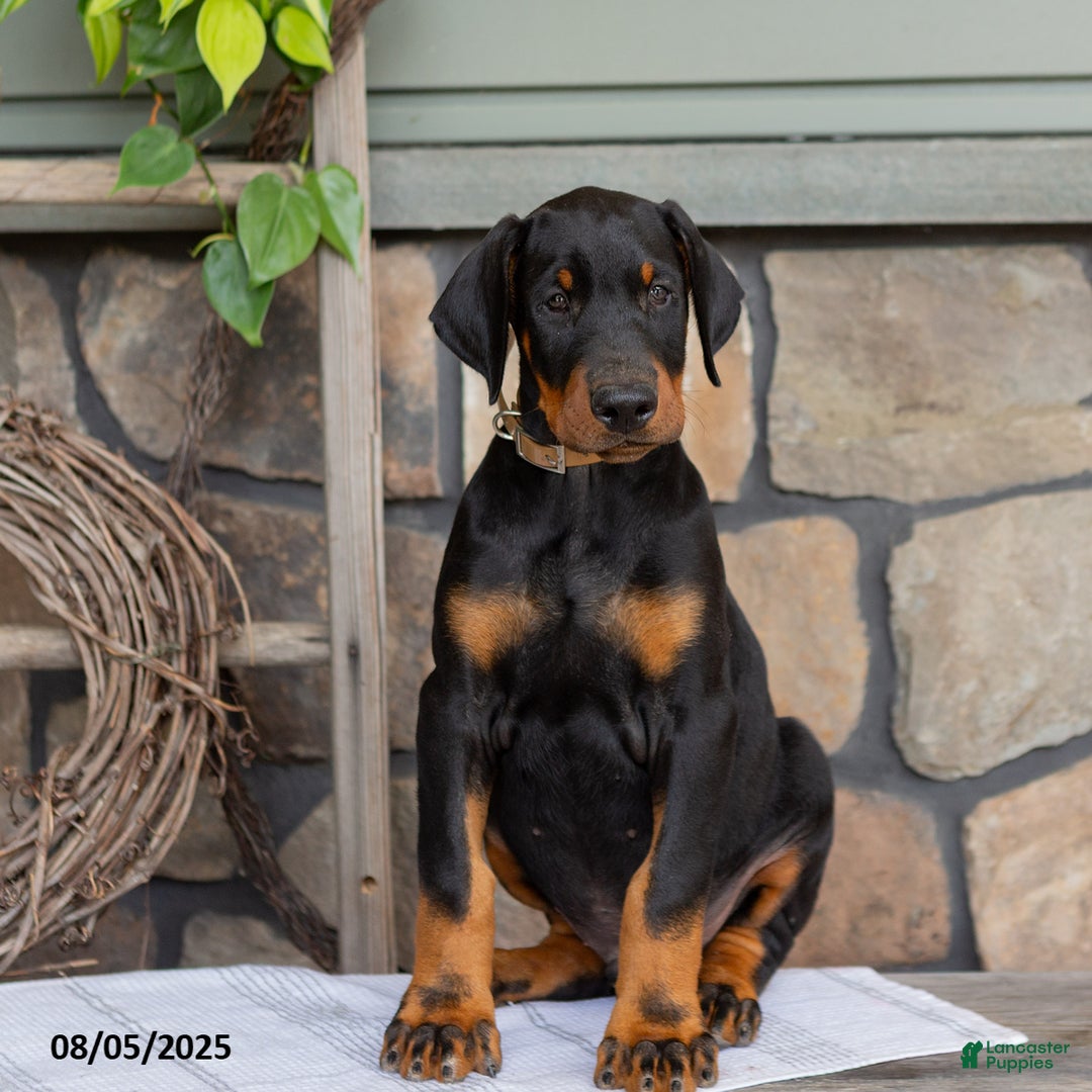 Doberman Pinscher dogs for sale: Ranger - Image 1