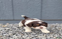 Cavapoo dogs for sale: Teddy - Image 3