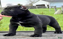 Cane Corso dogs for sale: Rocco - Image 4