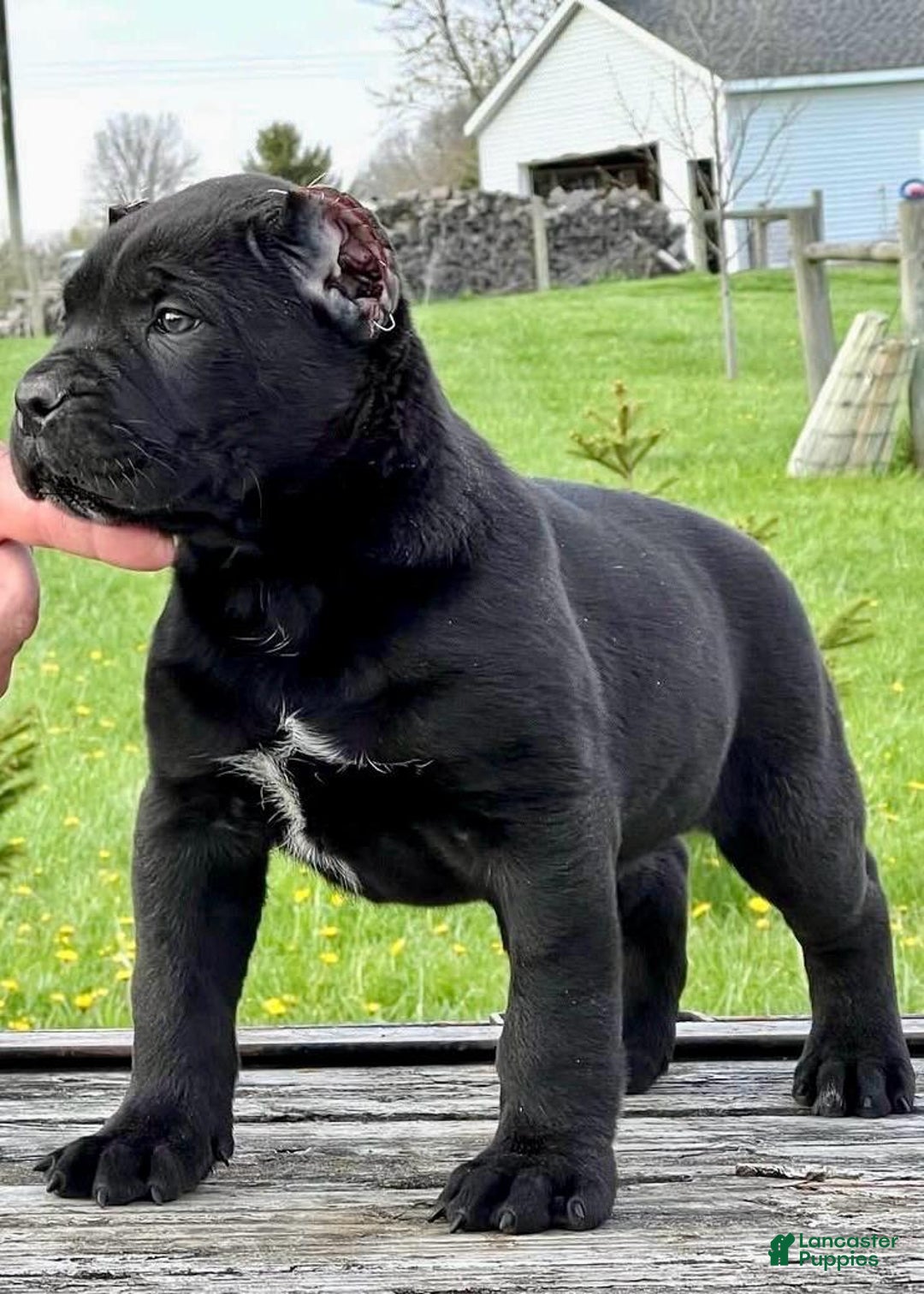 Cane Corso dogs for sale: Rocco - Image 4