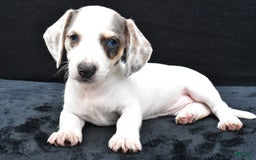 Miniature Dachshund dogs for sale: Jessica - Image 6