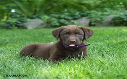Labrador Retriever dogs for sale: Mona - Image 1