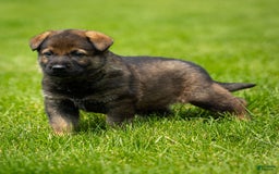 German Shepherd dogs for sale: Rolf - Image 6