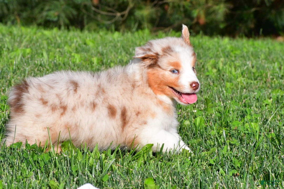 Australian Shepherd dogs for sale: Diesel - Image 7