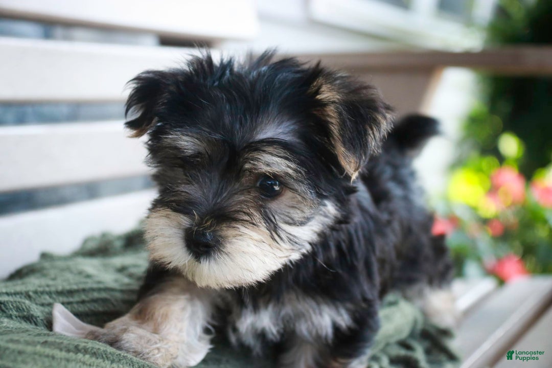 Morkie dogs for sale: Skipper - Image 15