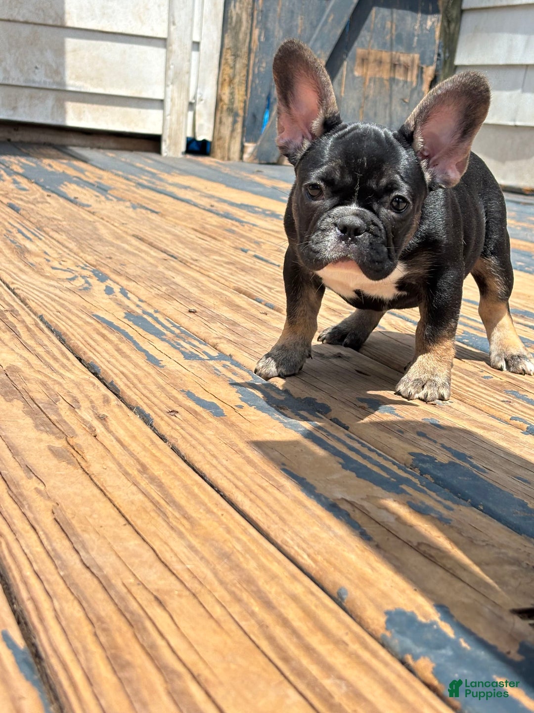 French Bulldog dogs for sale: Baby Girl - Image 3