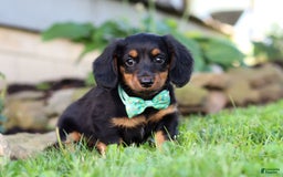 Miniature Dachshund dogs for sale: Olaf - Image 7