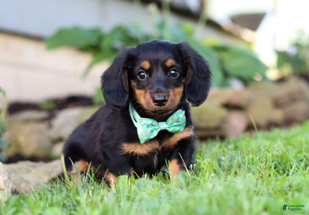 Miniature Dachshund dogs for sale: Olaf - Image 7