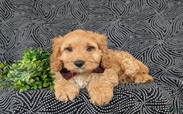 Cockapoo dogs for sale: Fleming - Image 8