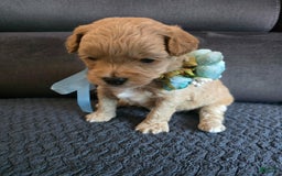 Maltipoo dogs for sale: Nexxy - Image 7