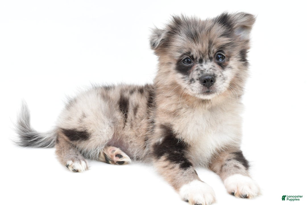 Pomeranian dogs for sale: Daisy - Image 4