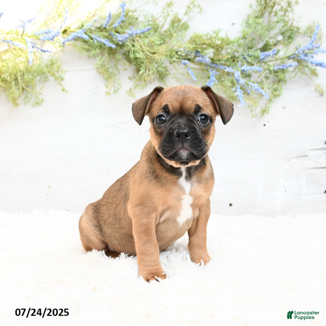 French Bulldog dogs for sale: Tash - Image 1