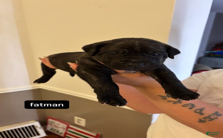 Cane Corso dogs for sale - Ad 4