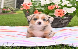 Welsh Corgi Pembroke dogs for sale: Toby - Image 3