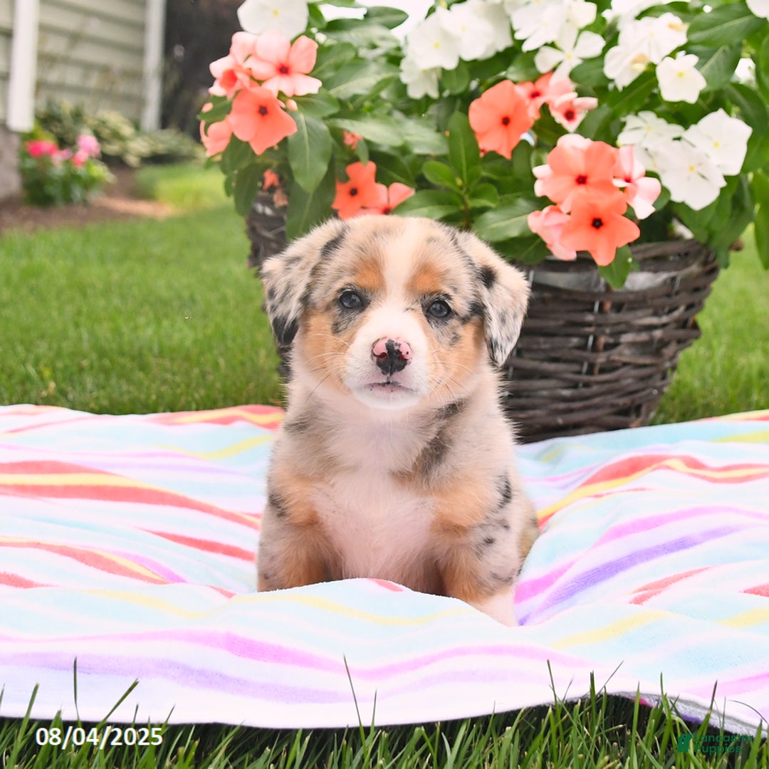 Welsh Corgi Pembroke dogs for sale: Toby - Image 3