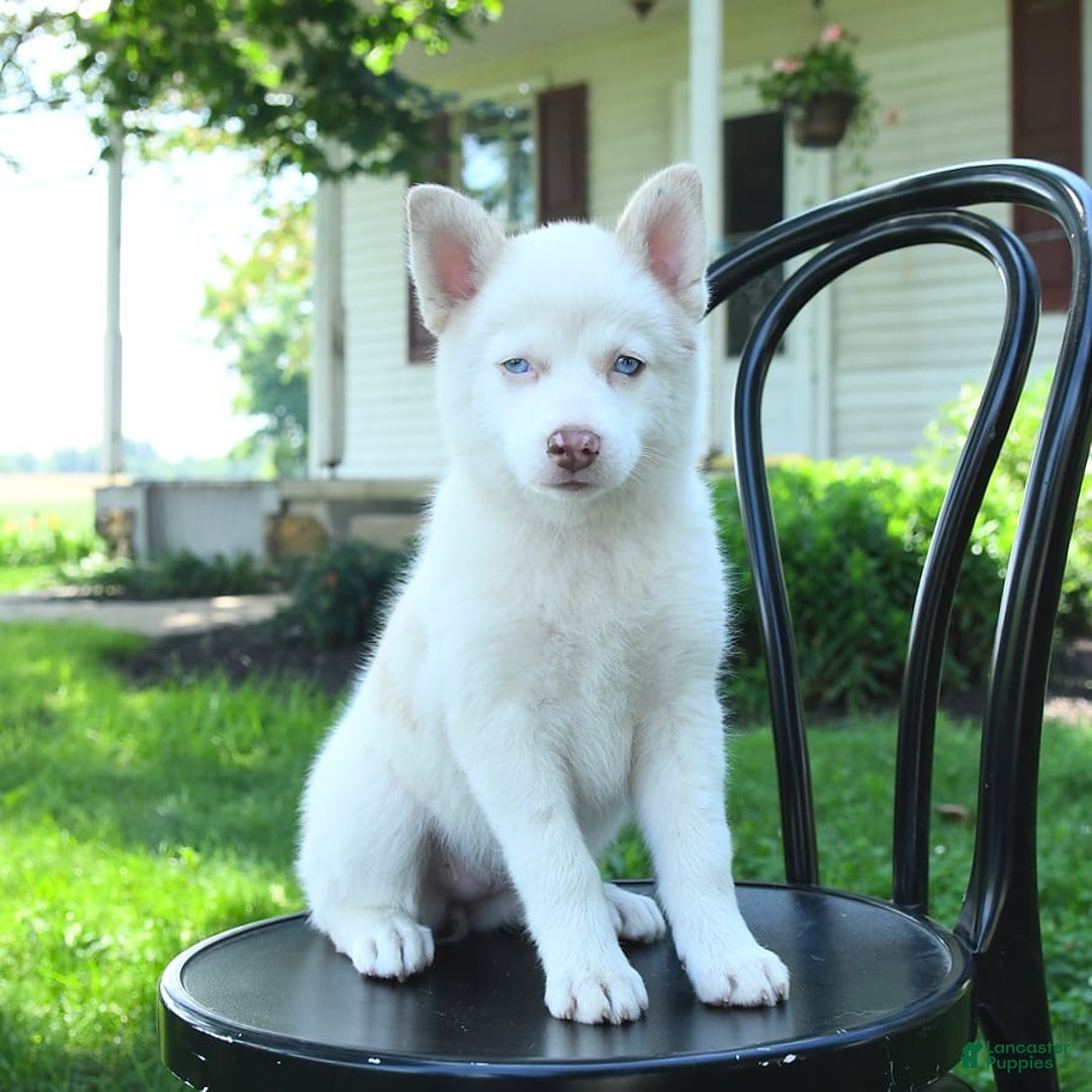 Pomsky dogs for sale: Lemon - Image 6