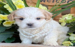 Teddy Bear dogs for sale: Annebelle - Image 3