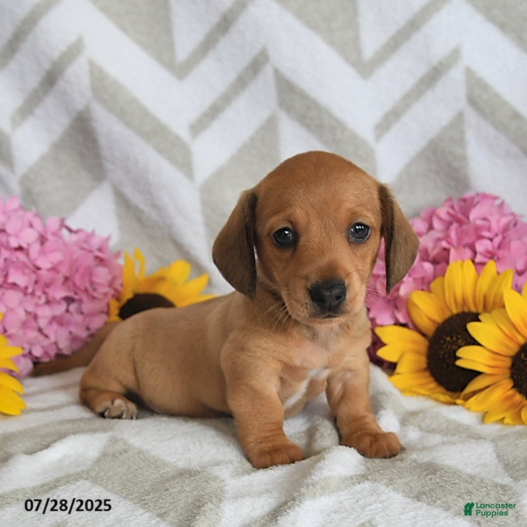 Miniature Dachshund dogs for sale: Rainey - Image 4