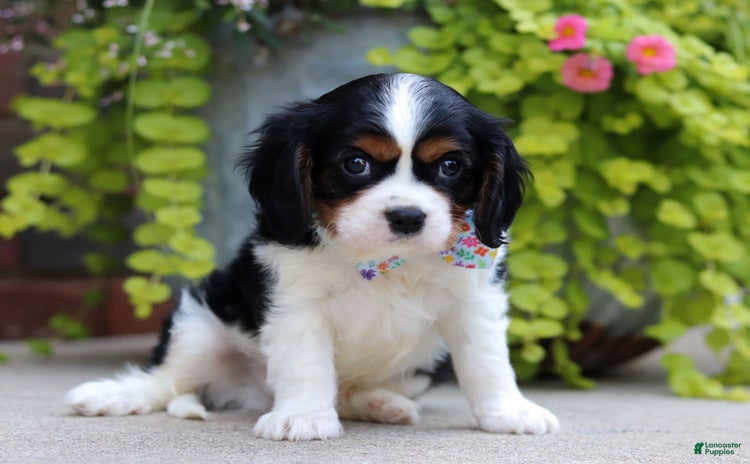 Cavalier King Charles Spaniel dogs for sale - Ad 2