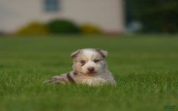 Gerberian Shepsky dogs for sale: Lawson - Image 13
