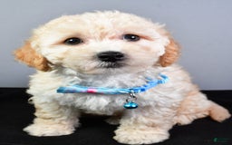 Bichpoo dogs for sale: Sammy - Image 1