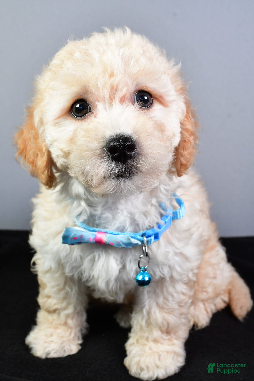 Bichpoo dogs for sale: Sammy - Image 1