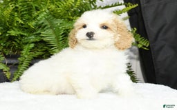 Cavapoo dogs for sale: Uriah - Image 6