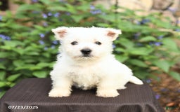 West Highland Terrier dogs for sale: Desiree - Image 1
