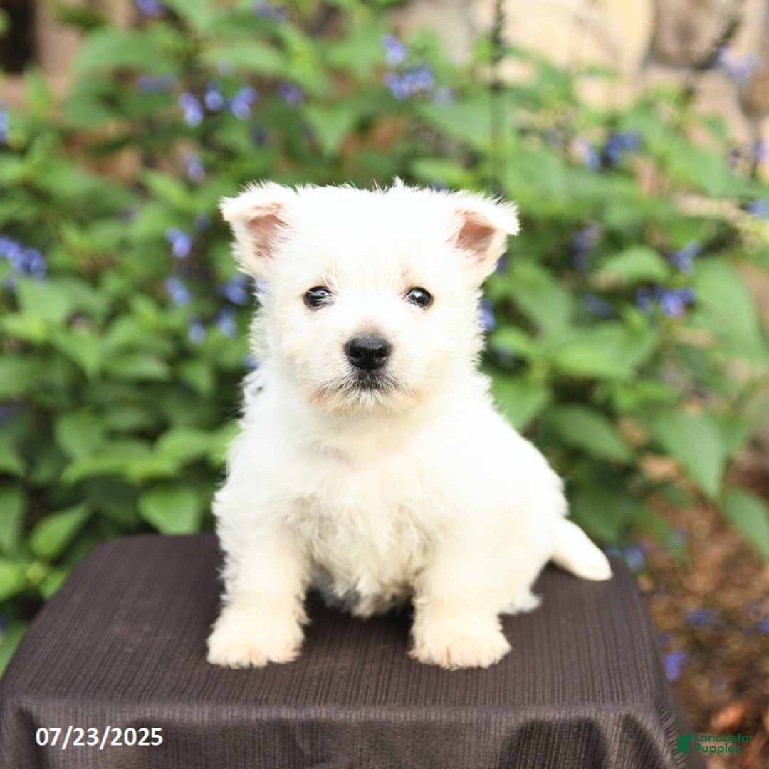 West Highland Terrier dogs for sale: Desiree - Image 1