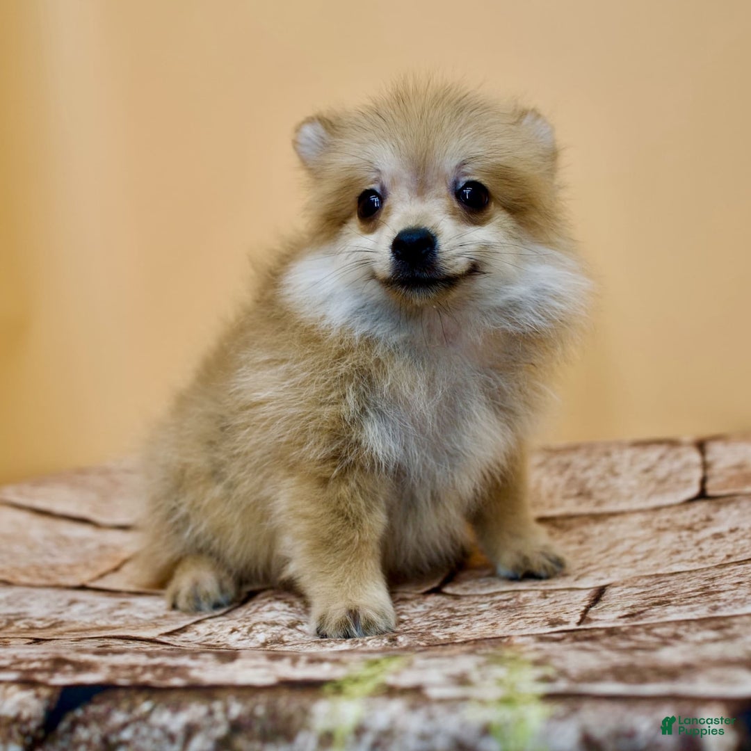 Pomeranian dogs for sale: Desiree - Image 14