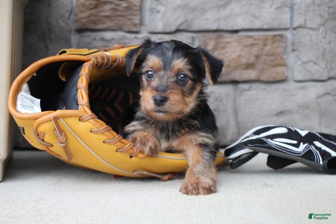 Yorkshire Terrier dogs for sale: Walker - Image 4