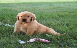 Golden Retriever dogs for sale: Golden Retriever 8 puppies - Image 1