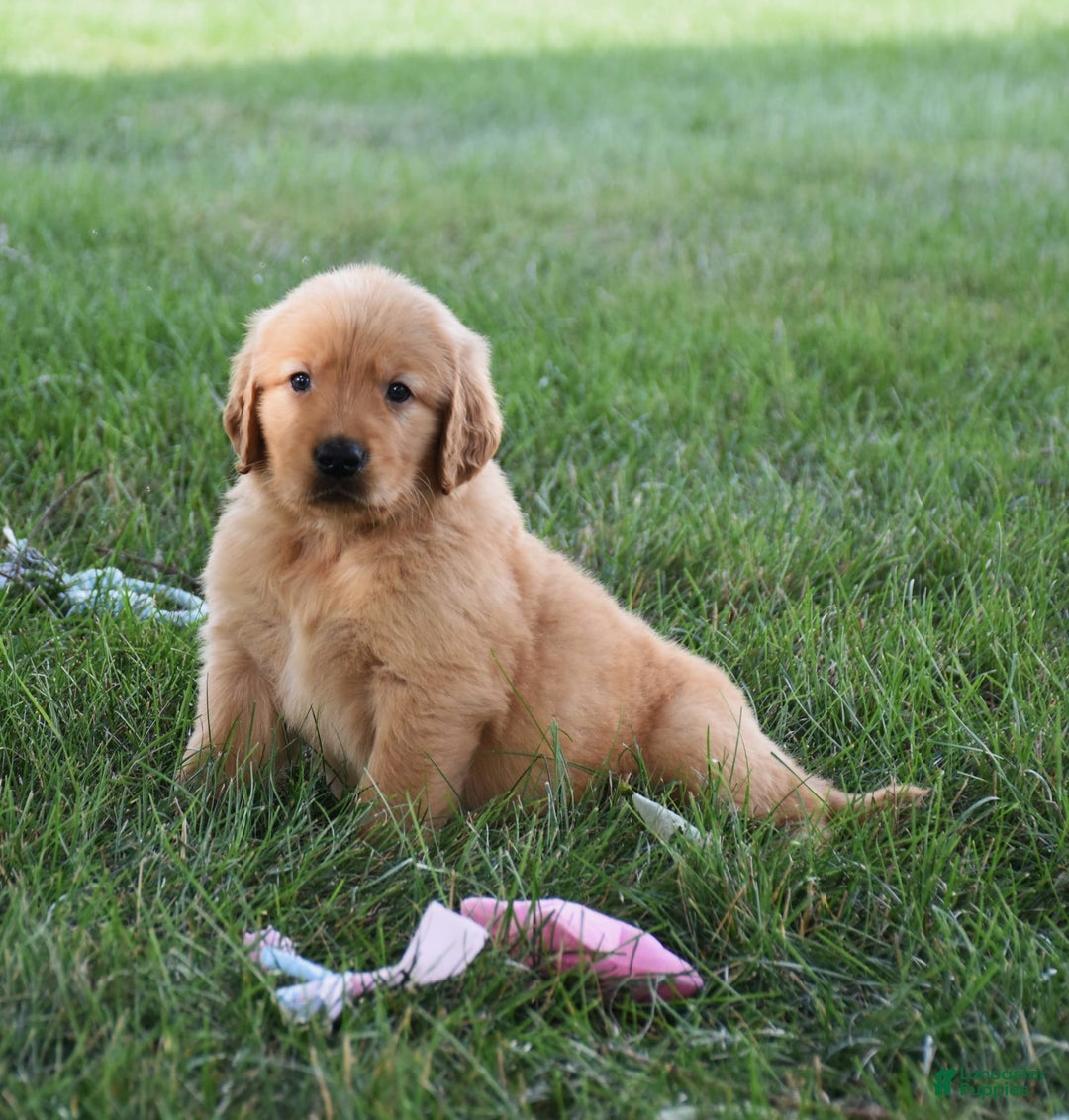 Golden Retriever dogs for sale: Golden Retriever 8 puppies - Image 1