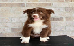 Australian Shepherd dogs for sale: Tracy - Image 6