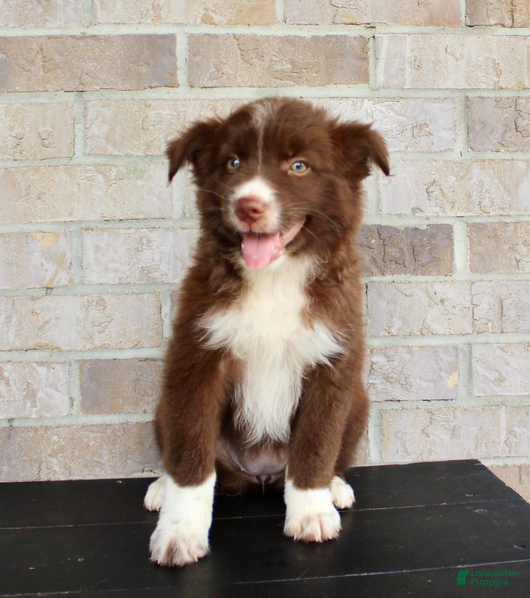 Australian Shepherd dogs for sale: Tracy - Image 6