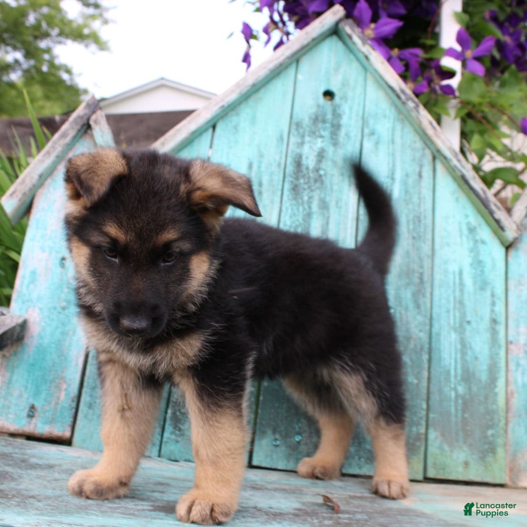 German Shepherd dogs for sale: Bear - Image 3