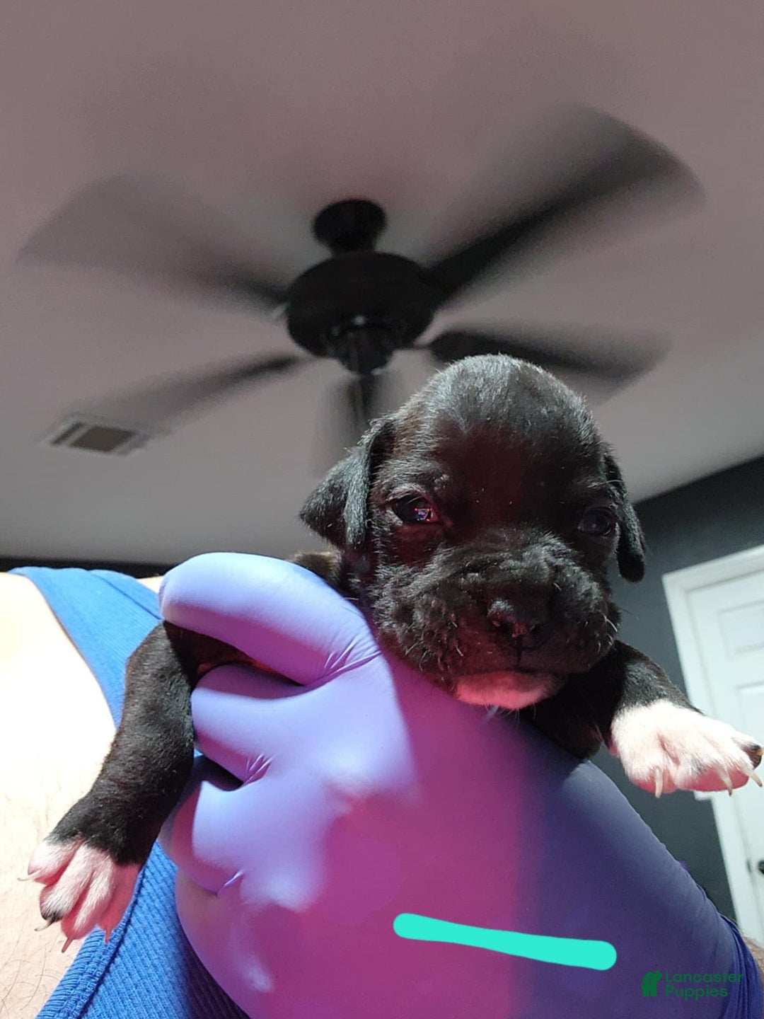 Boxer dogs for sale: Puppy Number 2 - Image 1